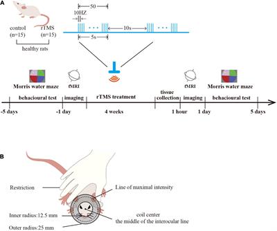 High-frequency repetitive transcranial magnetic stimulation improves spatial episodic learning and memory performance by regulating brain plasticity in healthy rats